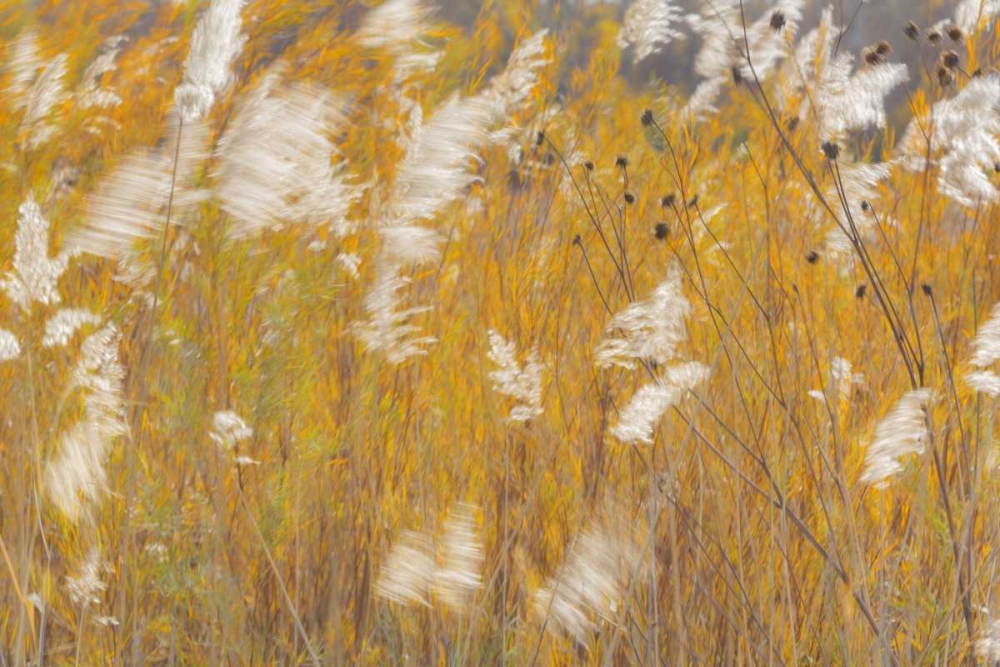 New Mexico, Bosque del Apache Blowing grasses art print by Don Paulson for $57.95 CAD