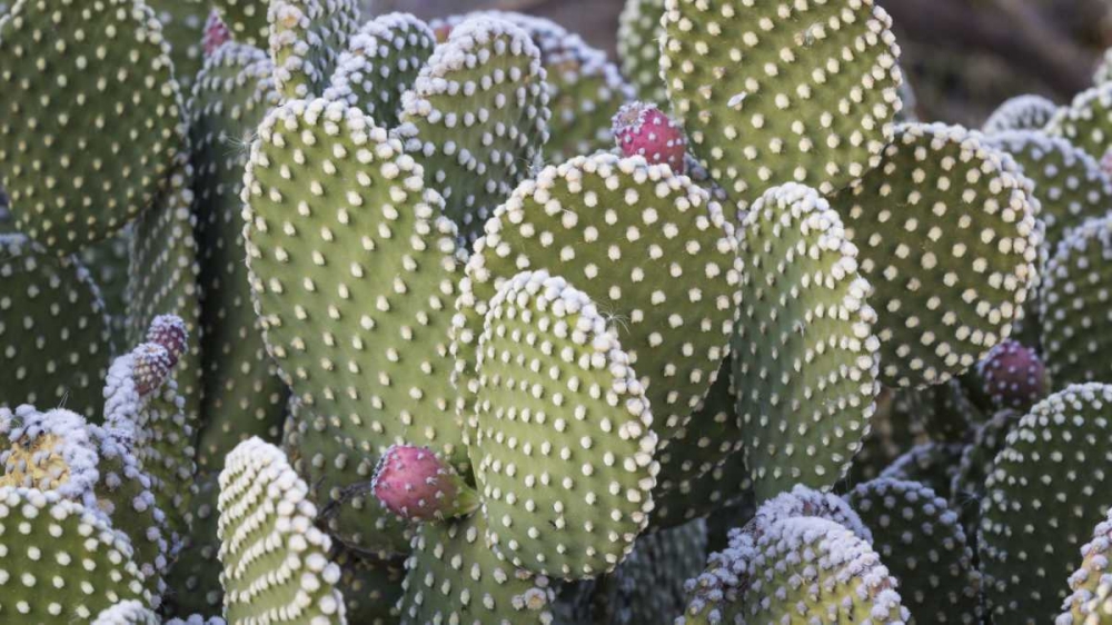 New Mexico Beavertail prickly-pear cactus art print by Don Paulson for $57.95 CAD