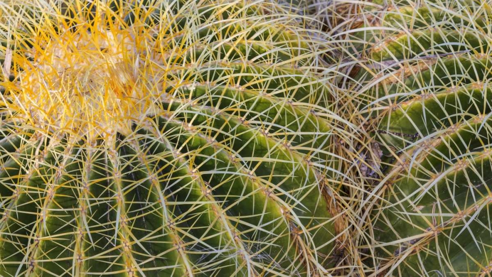 New Mexico Detail of golden barrel cactus art print by Don Paulson for $57.95 CAD