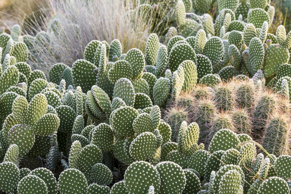 New Mexico Beavertail prickly-pear cacti art print by Don Paulson for $57.95 CAD
