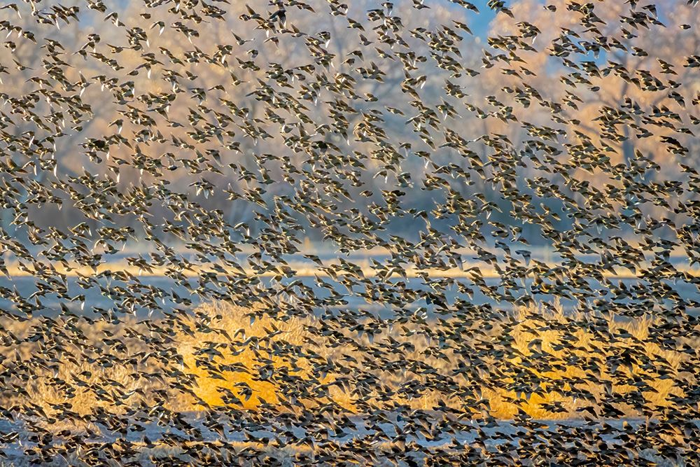 New Mexico-Bosque del Apache National Wildlife Reserve Winter flock of red-winged blackbirds art print by Jaynes Gallery for $57.95 CAD