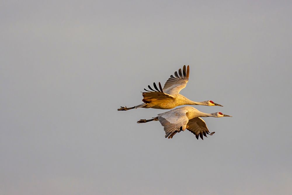 New Mexico-Bosque del Apache National Wildlife Reserve Sandhill crane pair flying art print by Jaynes Gallery for $57.95 CAD