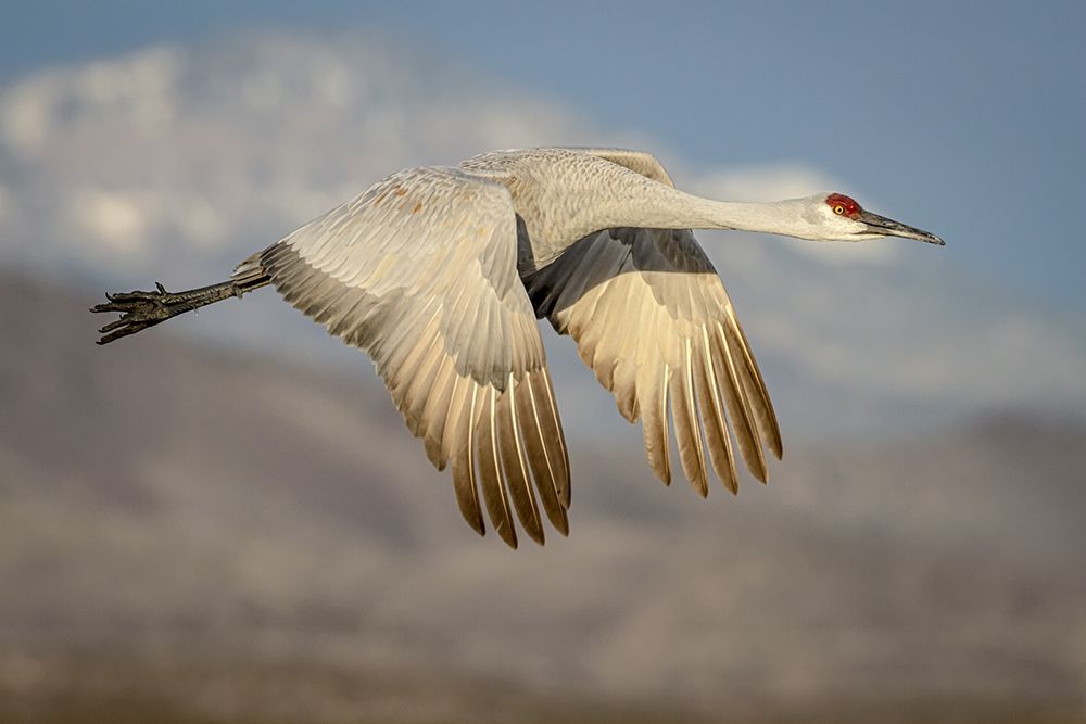New Mexico-Bosque del Apache National Wildlife Reserve Sandhill crane flying art print by Jaynes Gallery for $57.95 CAD