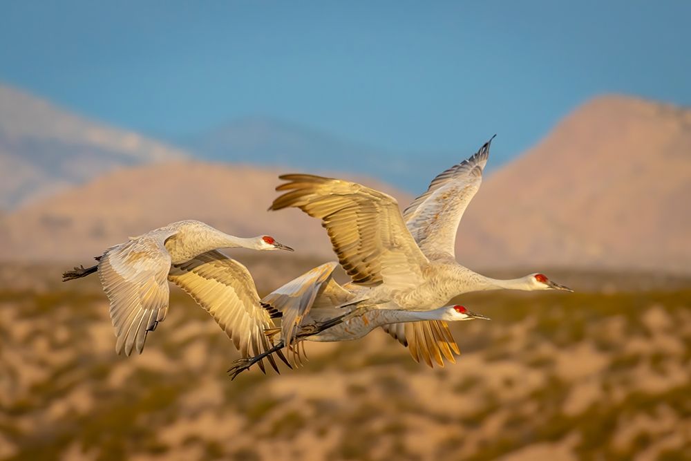 New Mexico-Bosque del Apache National Wildlife Reserve Sandhill cranes flying art print by Jaynes Gallery for $57.95 CAD