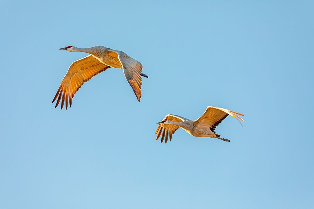 New Mexico-Bosque del Apache National Wildlife Reserve Sandhill crane pair flying at sunrise art print by Jaynes Gallery for $57.95 CAD