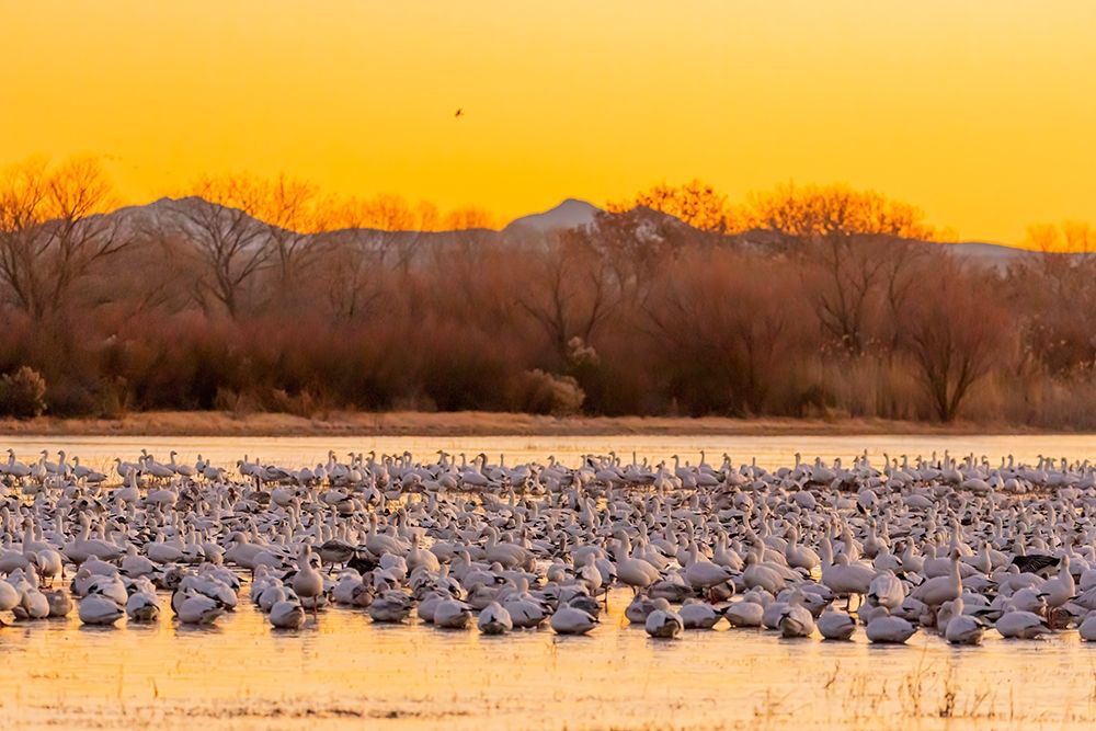 New Mexico-Bosque del Apache National Wildlife Reserve Snow geese on ice at sunrise art print by Jaynes Gallery for $57.95 CAD
