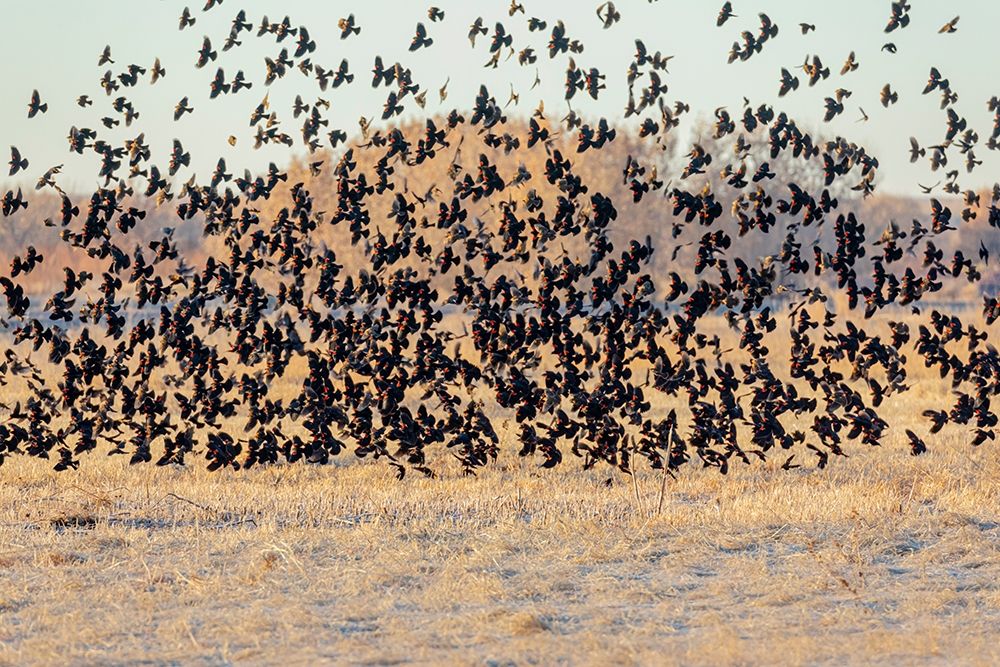 New Mexico-Bosque del Apache National Wildlife Reserve Winter flock of red-winged blackbirds art print by Jaynes Gallery for $57.95 CAD