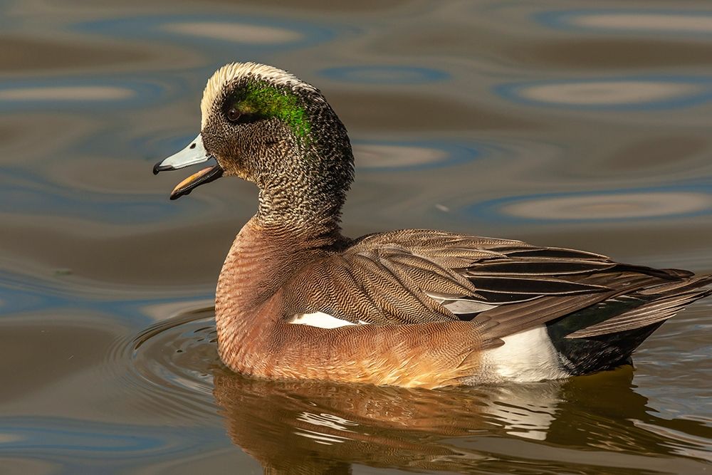 New Mexico-Socorro County American wigeon drake in water art print by Jaynes Gallery for $57.95 CAD