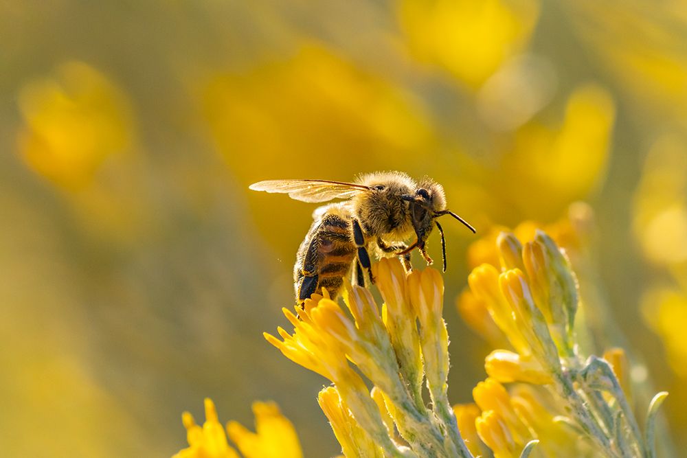 USA-New Mexico-Honey bee on rabbitbrush art print by Jaynes Gallery for $57.95 CAD
