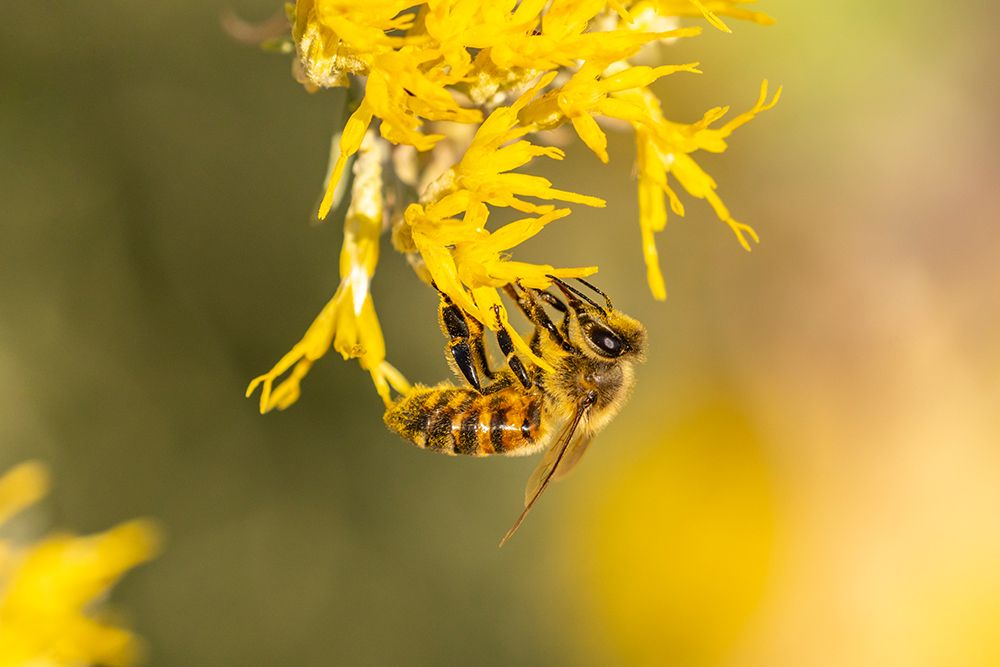 USA-New Mexico-Honey bee on rabbitbrush art print by Jaynes Gallery for $57.95 CAD