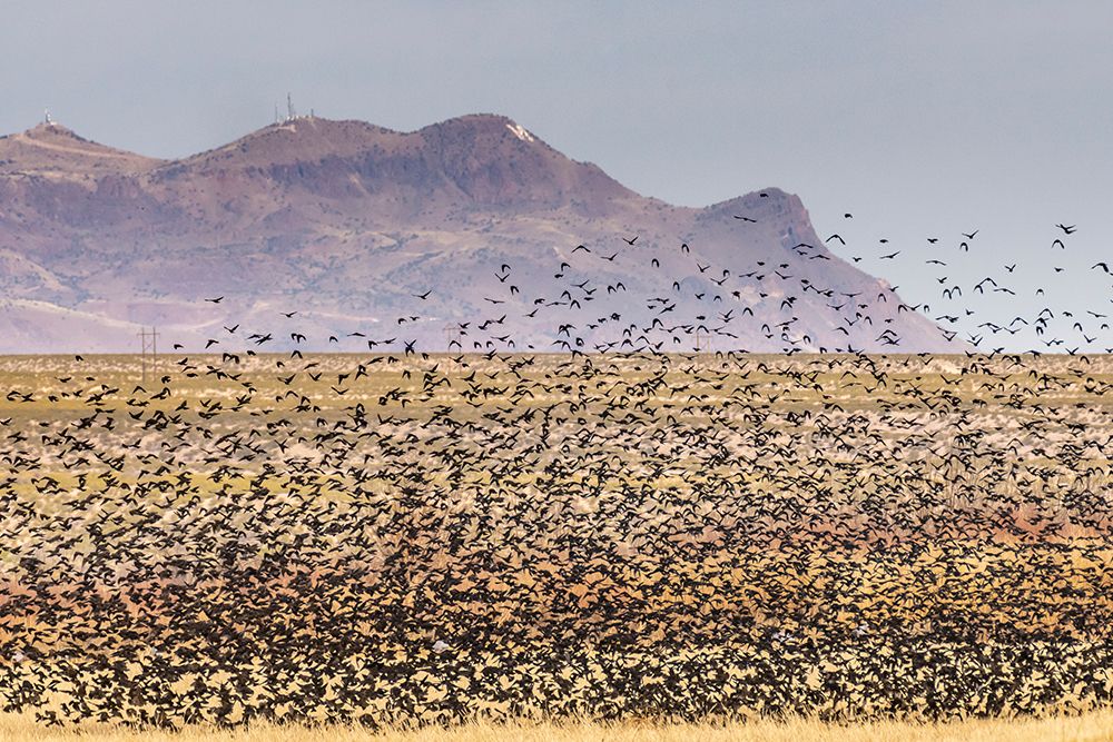 USA-New Mexico-Bosque Del Apache National Wildlife Refuge-Red-winged blackbirds taking flight art print by Jaynes Gallery for $57.95 CAD
