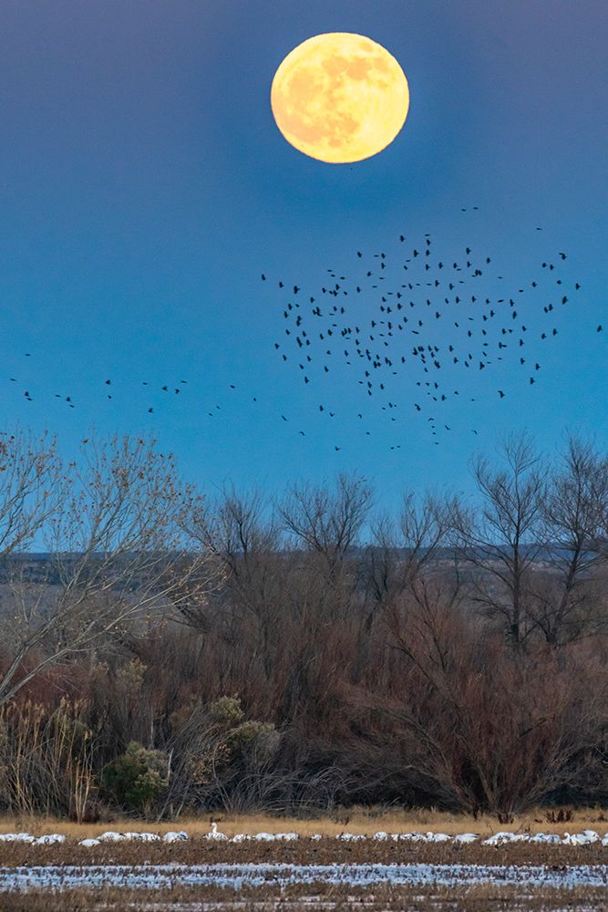 USA-New Mexico-Bosque Del Apache National Wildlife Refuge-Full moon rising and flying blackbirds art print by Jaynes Gallery for $57.95 CAD
