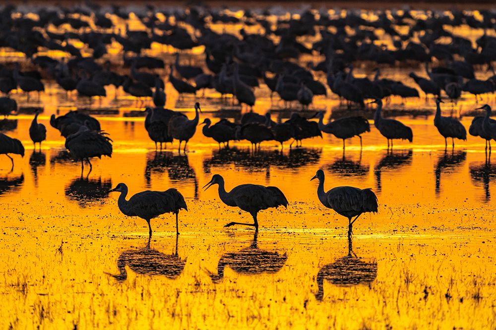 USA-New Mexico-Bosque Del Apache National Wildlife Refuge-Sandhill crane silhouettes in water at su art print by Jaynes Gallery for $57.95 CAD