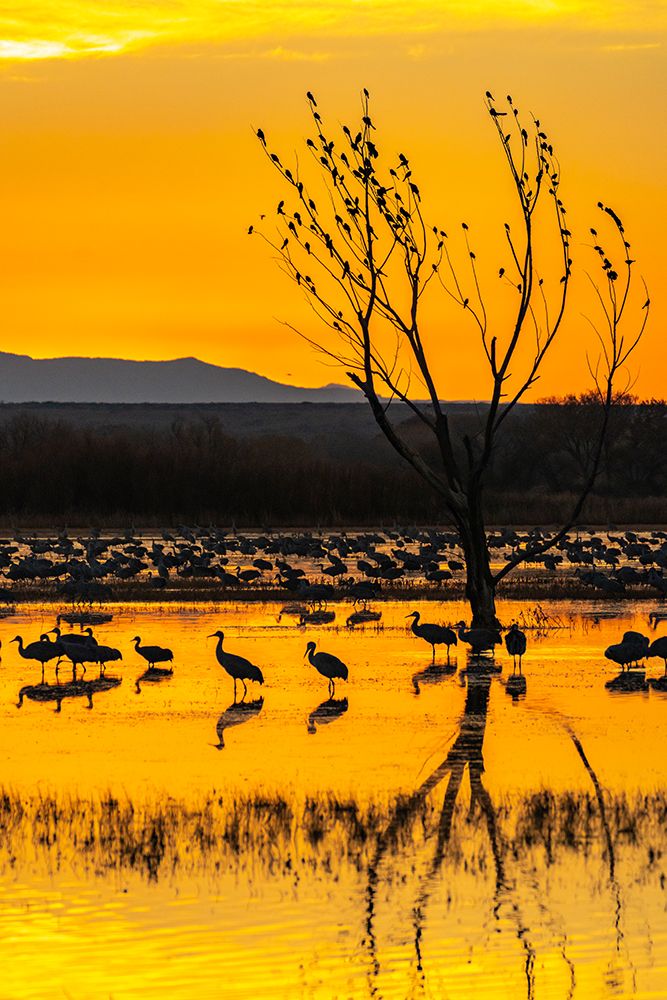 USA-New Mexico-Bosque Del Apache National Wildlife Refuge-Sandhill cranes in water at sunrise art print by Jaynes Gallery for $57.95 CAD