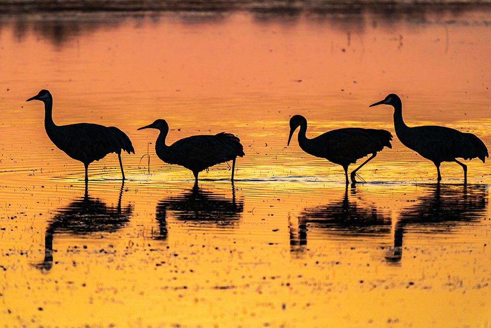 USA-New Mexico-Bosque Del Apache National Wildlife Refuge-Sandhill crane silhouettes in water at su art print by Jaynes Gallery for $57.95 CAD