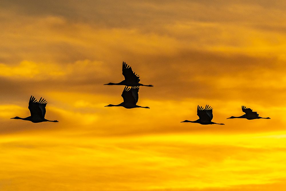 USA-New Mexico-Bosque Del Apache National Wildlife Refuge-Sandhill cranes in flight at sunrise art print by Jaynes Gallery for $57.95 CAD