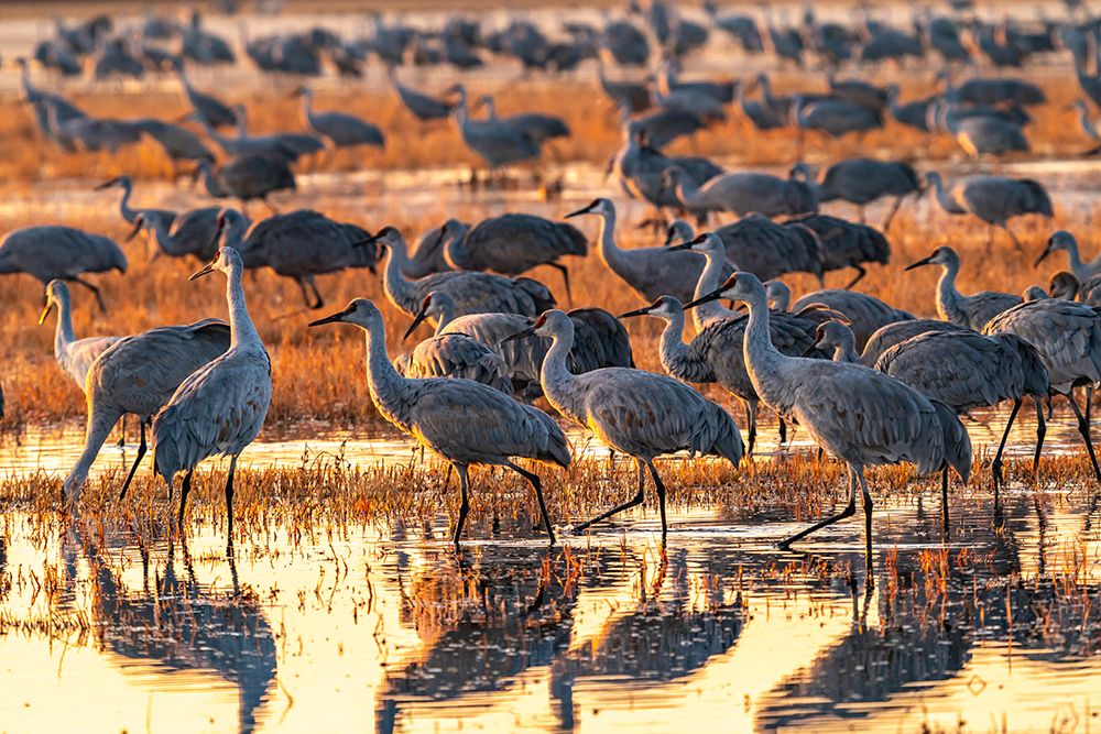 USA-New Mexico-Bosque Del Apache National Wildlife Refuge-Sandhill cranes in water at sunrise art print by Jaynes Gallery for $57.95 CAD