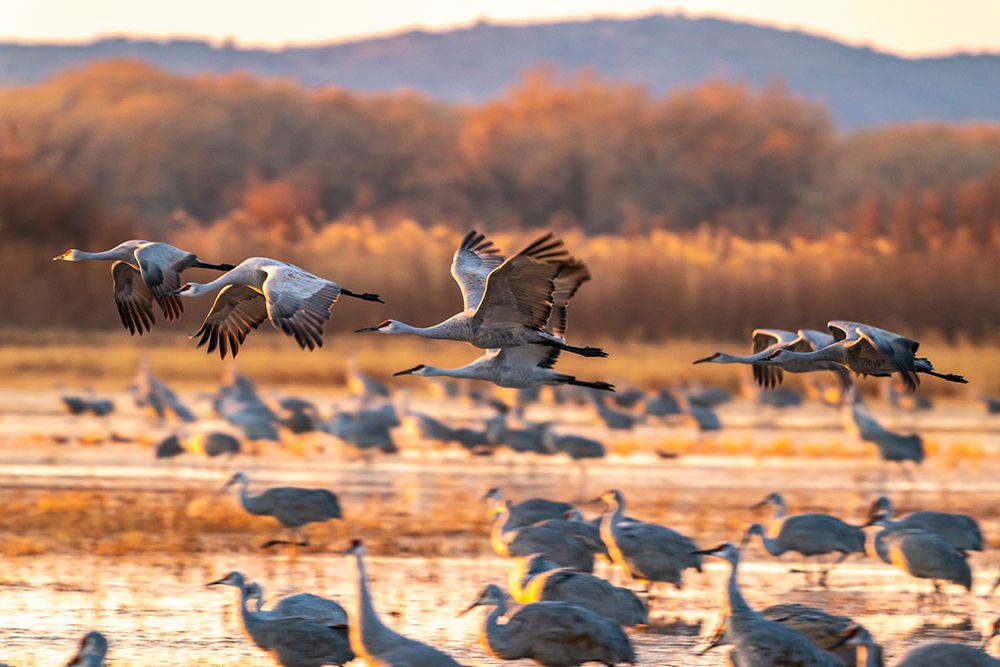 USA-New Mexico-Bosque Del Apache National Wildlife Refuge-Sandhill cranes flying at sunrise art print by Jaynes Gallery for $57.95 CAD