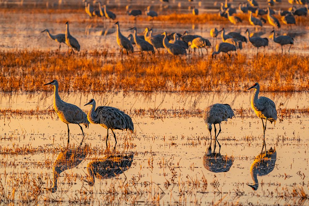 USA-New Mexico-Bosque Del Apache National Wildlife Refuge-Sandhill cranes in water at sunrise art print by Jaynes Gallery for $57.95 CAD