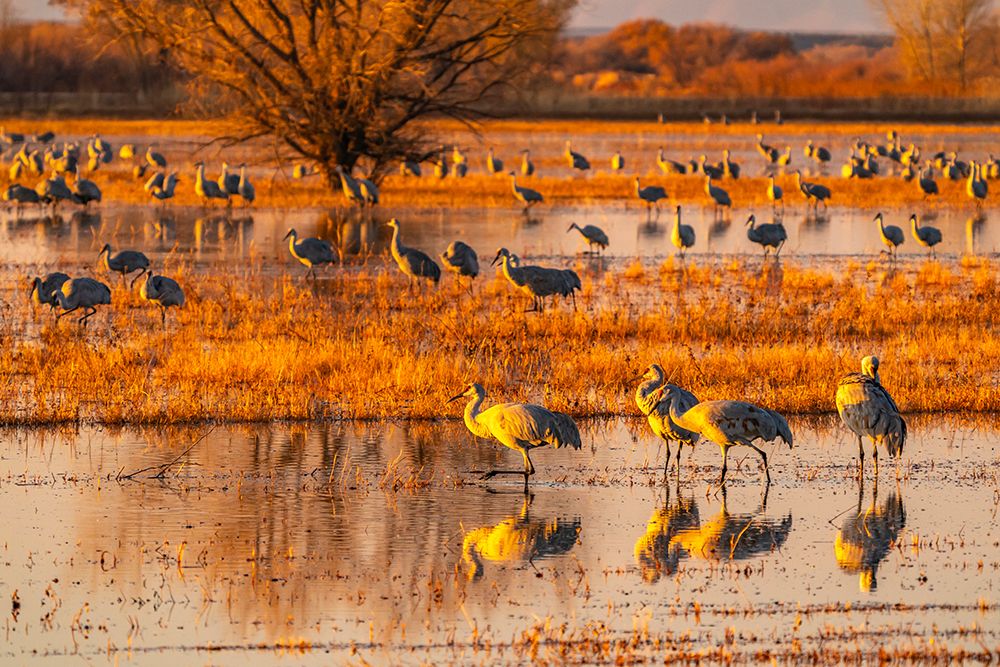 USA-New Mexico-Bosque Del Apache National Wildlife Refuge-Sandhill cranes in water at sunrise art print by Jaynes Gallery for $57.95 CAD