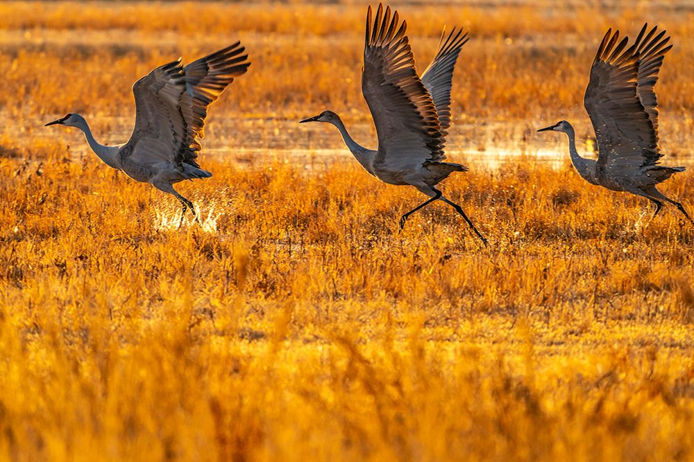 USA-New Mexico-Bosque Del Apache National Wildlife Refuge-Sandhill cranes taking flight at sunrise art print by Jaynes Gallery for $57.95 CAD