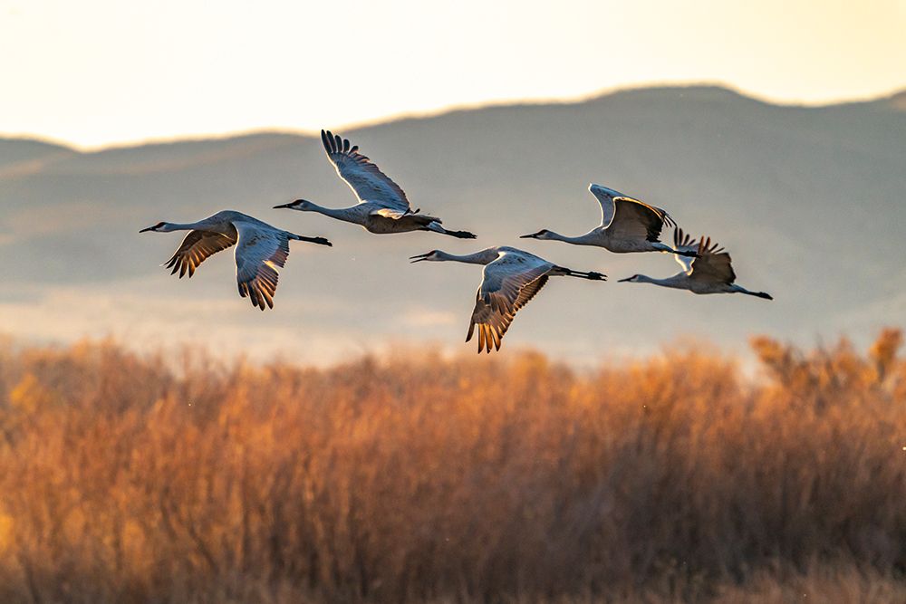 USA-New Mexico-Bosque Del Apache National Wildlife Refuge-Sandhill cranes flying in early morning art print by Jaynes Gallery for $57.95 CAD