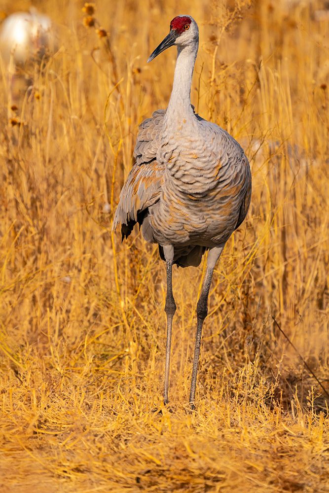 USA-New Mexico-Bosque Del Apache National Wildlife Refuge-Sandhill crane close-up in grass art print by Jaynes Gallery for $57.95 CAD