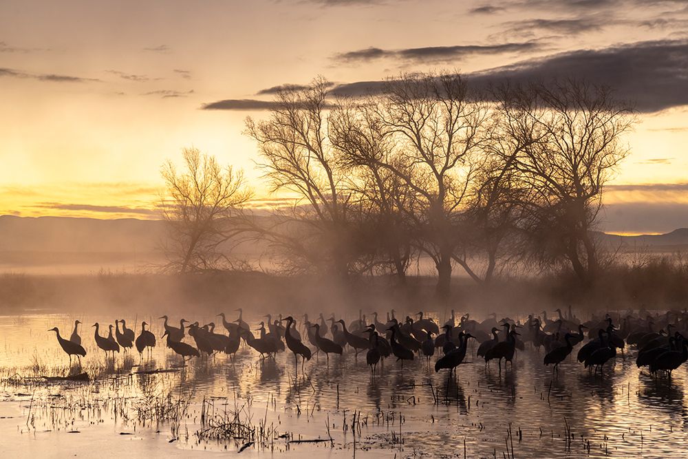 USA-New Mexico-Bernardo Wildlife Management Area-Sandhill cranes in water on foggy sunrise art print by Jaynes Gallery for $57.95 CAD