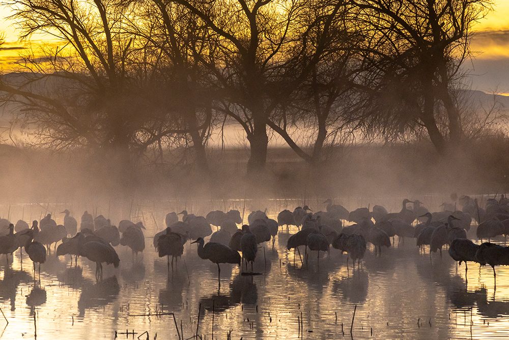 USA-New Mexico-Bernardo Wildlife Management Area-Sandhill cranes in water on foggy sunrise art print by Jaynes Gallery for $57.95 CAD