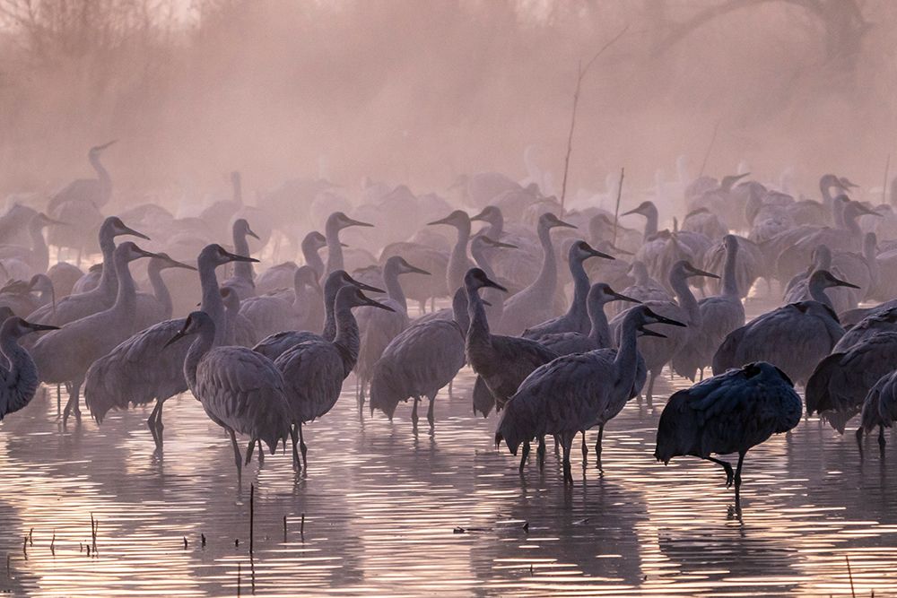 USA-New Mexico-Bernardo Wildlife Management Area-Sandhill cranes and foggy sunrise art print by Jaynes Gallery for $57.95 CAD