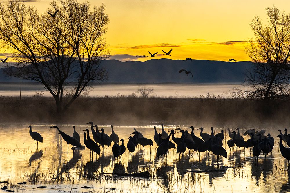 USA-New Mexico-Bernardo Wildlife Management Area-Sandhill cranes in water on foggy sunrise art print by Jaynes Gallery for $57.95 CAD