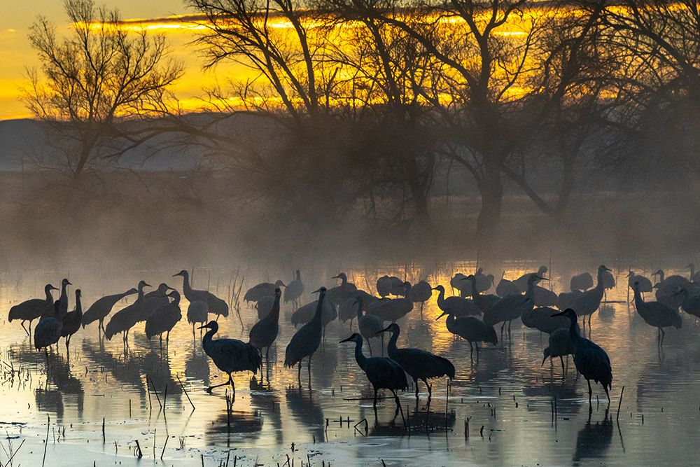 USA-New Mexico-Bernardo Wildlife Management Area-Sandhill cranes in water on foggy sunrise art print by Jaynes Gallery for $57.95 CAD