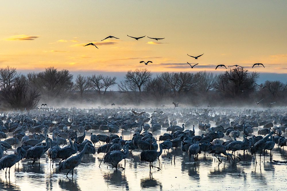USA-New Mexico-Bernardo Wildlife Management Area-Sandhill cranes in water on foggy sunrise art print by Jaynes Gallery for $57.95 CAD