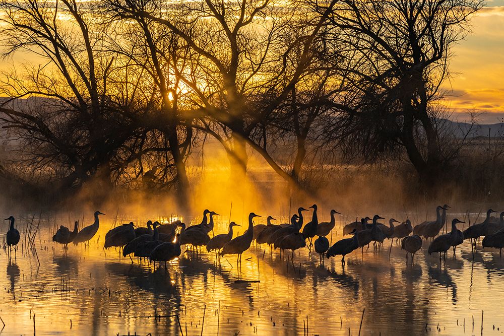 USA-New Mexico-Bernardo Wildlife Management Area-Sandhill cranes in water on foggy sunrise art print by Jaynes Gallery for $57.95 CAD