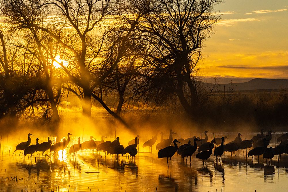USA-New Mexico-Bernardo Wildlife Management Area-Sandhill cranes in water on foggy sunrise art print by Jaynes Gallery for $57.95 CAD