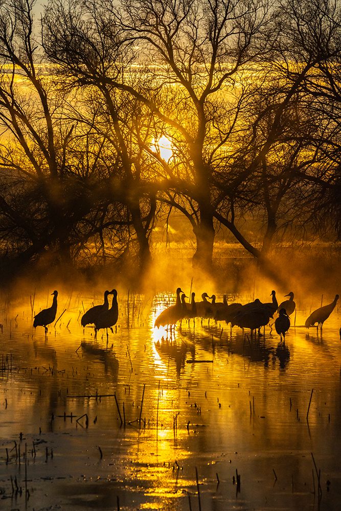 USA-New Mexico-Bernardo Wildlife Management Area-Sandhill cranes in water on foggy sunrise art print by Jaynes Gallery for $57.95 CAD