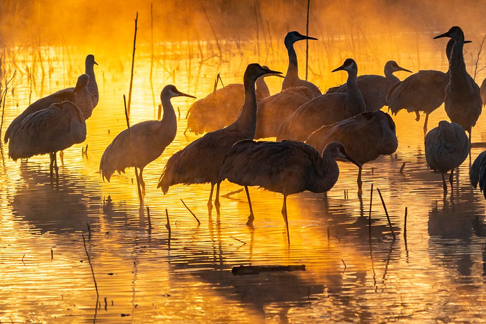 USA-New Mexico-Bernardo Wildlife Management Area-Sandhill cranes in water on foggy sunrise art print by Jaynes Gallery for $57.95 CAD
