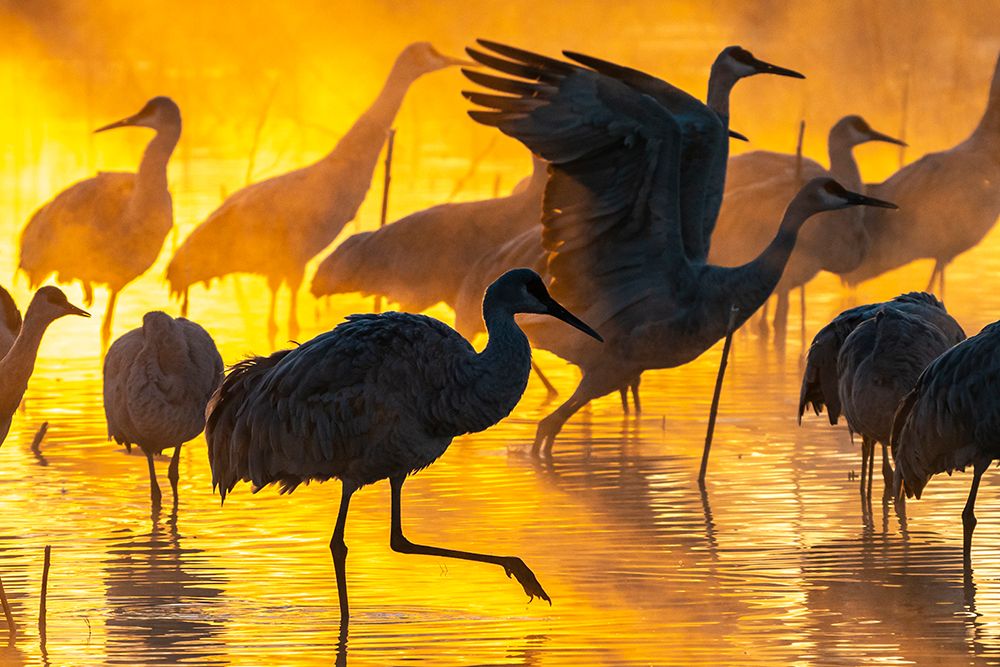 USA-New Mexico-Bernardo Wildlife Management Area-Sandhill cranes in water on foggy sunrise art print by Jaynes Gallery for $57.95 CAD