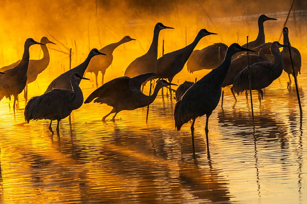 USA-New Mexico-Bernardo Wildlife Management Area-Sandhill cranes in water on foggy sunrise art print by Jaynes Gallery for $57.95 CAD