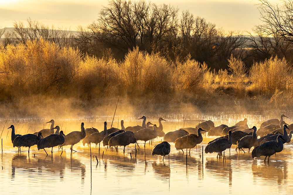 USA-New Mexico-Bernardo Wildlife Management Area-Sandhill cranes in water on foggy sunrise art print by Jaynes Gallery for $57.95 CAD