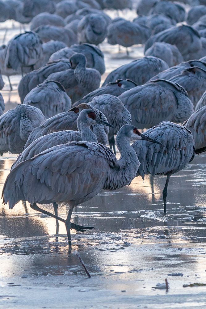 USA-New Mexico-Bernardo Wildlife Management Area-Sandhill cranes in icy water on foggy sunrise art print by Jaynes Gallery for $57.95 CAD