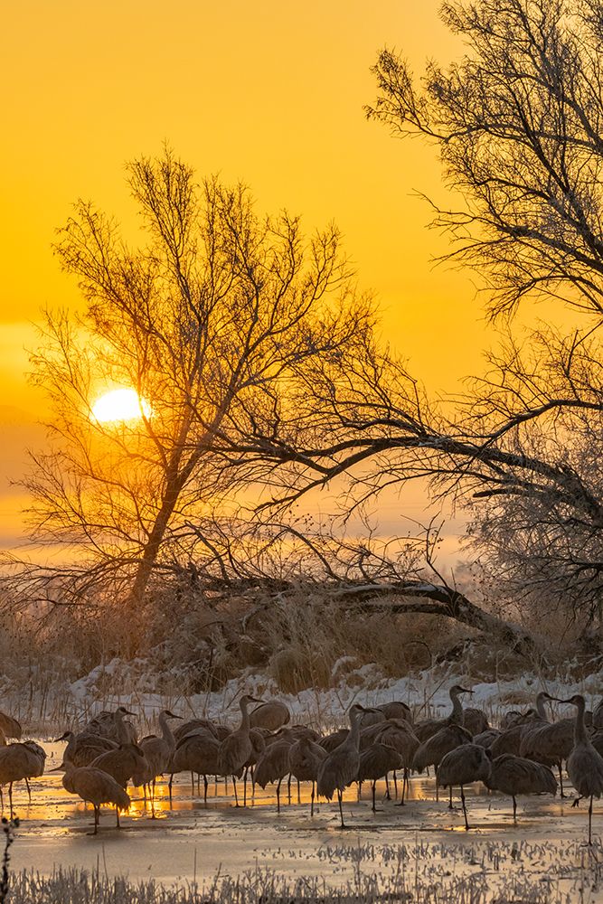 USA-New Mexico-Bernardo Wildlife Management Area-Sandhill cranes in icy water on foggy sunrise art print by Jaynes Gallery for $57.95 CAD