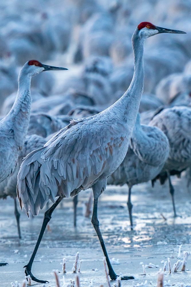 USA-New Mexico-Bernardo Wildlife Management Area-Sandhill cranes in icy water at sunrise art print by Jaynes Gallery for $57.95 CAD