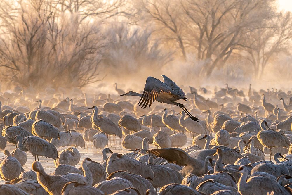 USA-New Mexico-Bernardo Wildlife Management Area-Sandhill crane taking flight on foggy sunrise art print by Jaynes Gallery for $57.95 CAD