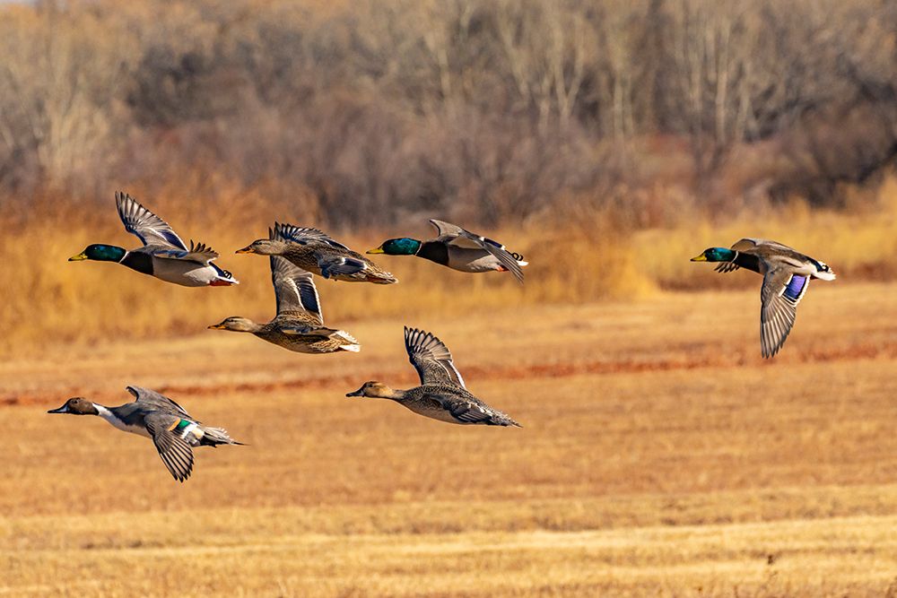 USA-New Mexico-Bosque del Apache National Wildlife Refuge-Mallard and pintail ducks in flight art print by Jaynes Gallery for $57.95 CAD