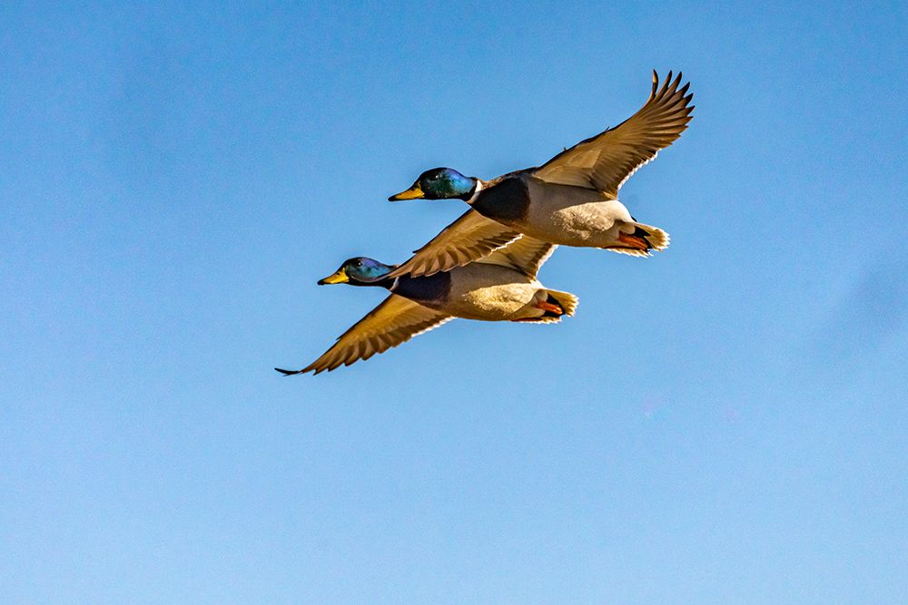 USA-New Mexico-Bosque del Apache National Wildlife Refuge-Mallard drakes in flight art print by Jaynes Gallery for $57.95 CAD