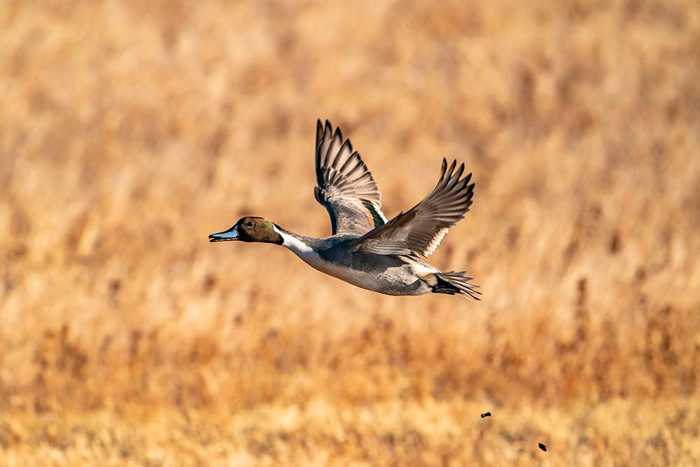 USA-New Mexico-Bosque del Apache National Wildlife Refuge-Pintail duck drake in flight art print by Jaynes Gallery for $57.95 CAD