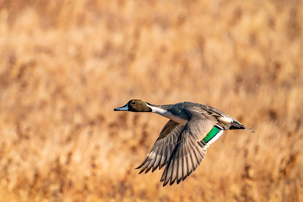 USA-New Mexico-Bosque del Apache National Wildlife Refuge-Pintail duck drake in flight art print by Jaynes Gallery for $57.95 CAD