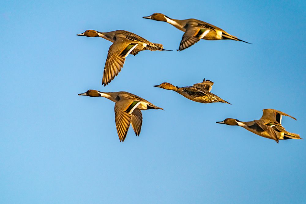 USA-New Mexico-Bosque del Apache National Wildlife Refuge-Pintail duck males and female in flight art print by Jaynes Gallery for $57.95 CAD