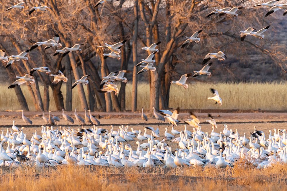 USA-New Mexico-Bosque del Apache National Wildlife Refuge-Snow geese feeding at sunrise art print by Jaynes Gallery for $57.95 CAD